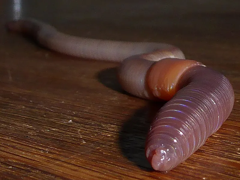 Common earthworm (Lumbricus terrestris) crossing a path