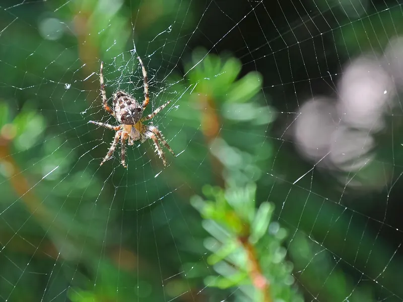 European garden spider (Araneus diadematus) on its web