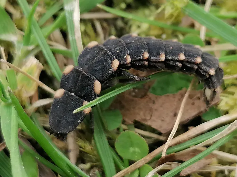 Glow-worm larva (Lampyris noctiluca) crawling through grass