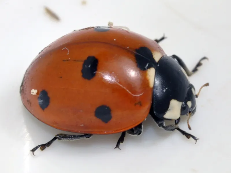 Seven-spot ladybird (Coccinella septempunctata) on a white background