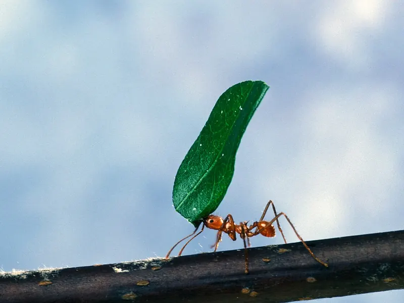 Leafcutter ant (Atta cephalotes) carrying a cut leaf along a branch