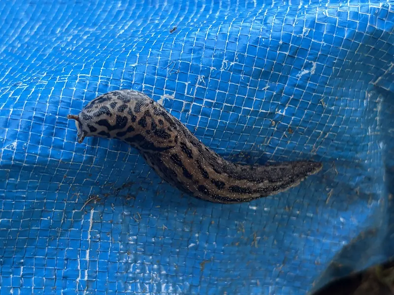 Leopard slug (Limax maximus) on a blue tarpaulin