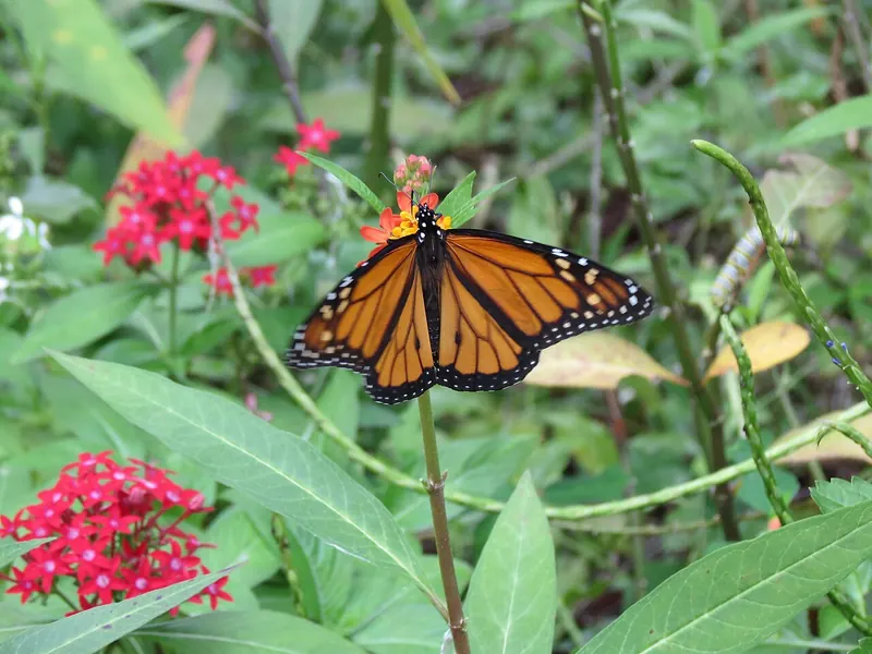 Monarch butterfly (Danaus plexippus) among red flowers in Florida