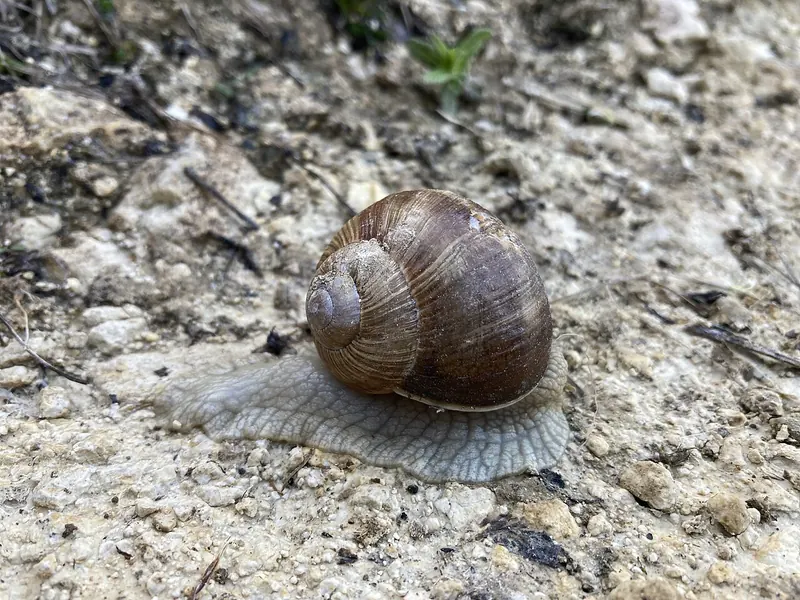 Roman snail (Helix pomatia) on bare ground