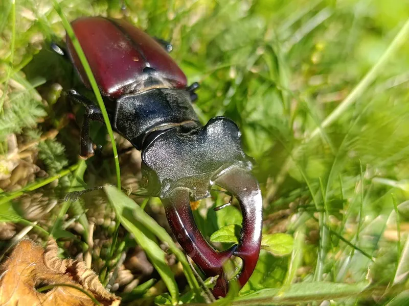 Male stag beetle (Lucanus cervus) with its antler-like jaws