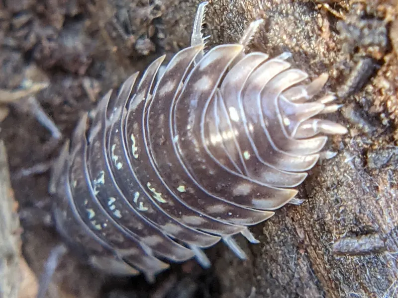 Common woodlouse (Oniscus asellus) on bark