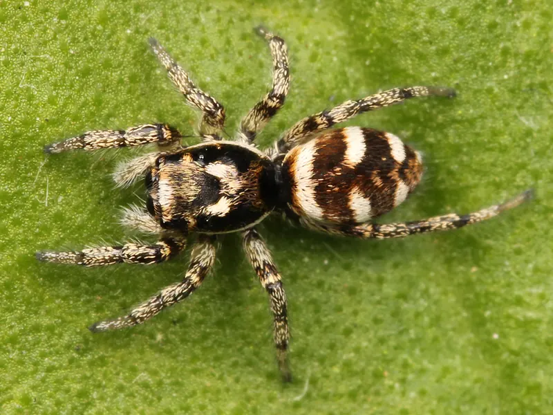 Female zebra spider (Salticus scenicus), a black-and-white jumping spider